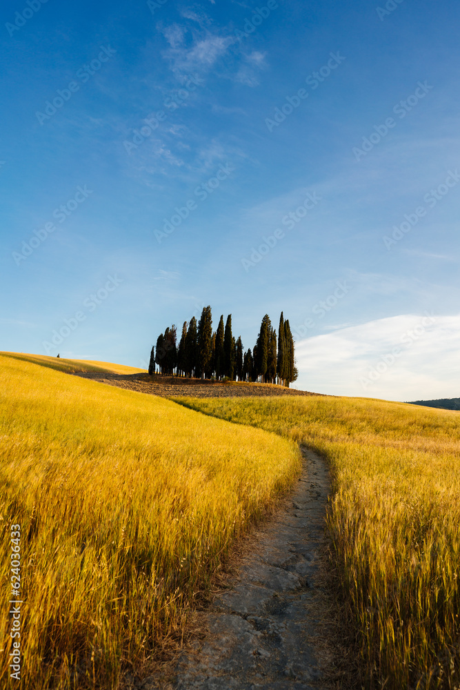 Italian beautiful landscape, Tuscany. Cypress trees