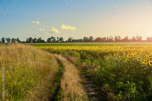 Road through an agricultural field of sunflowers, cereal crops for the production of sunflower oil.