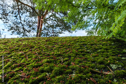 Green moss on the roof of a wooden house in the forest. Old wooden roof out of focus