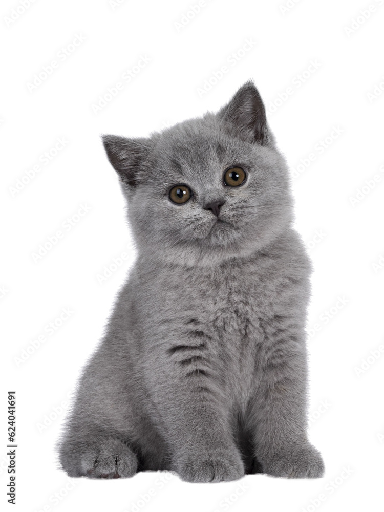 Cute blue British Shorthair kitten, siting up. Looking at camera with round brown eyes and cute head tilt. Isolated cutout on transparent background..