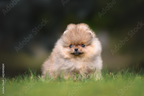 tiny pomeranian spitz puppy posing on grass in summer