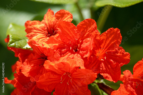 Tropical Red Flowers from the Caribbean (Cordia dodecandra) photo