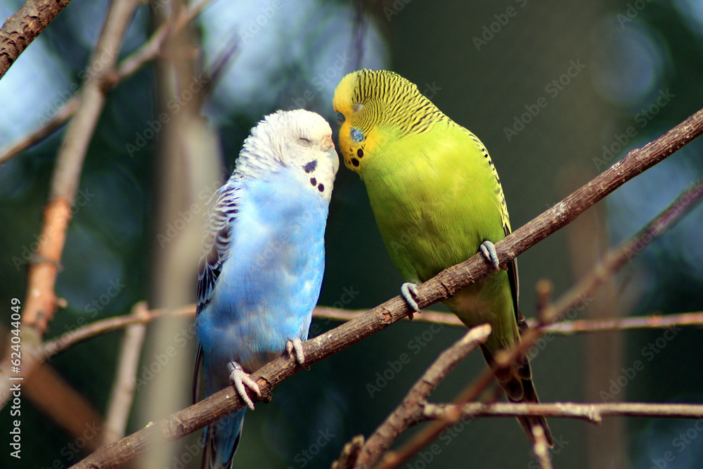 Obraz premium Budgerigars in Love, Melopsittacus undulatus 