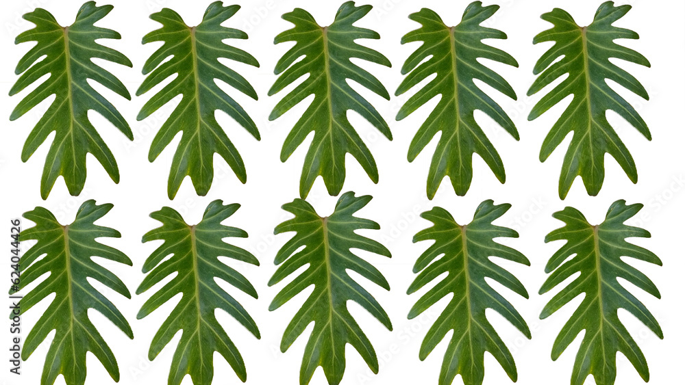 Obraz premium Beautiful overlapping green leaves on a white background.