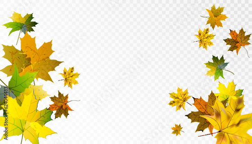 Dry autumn Canadian maple leaves fall swirling on a transparent background. Vector