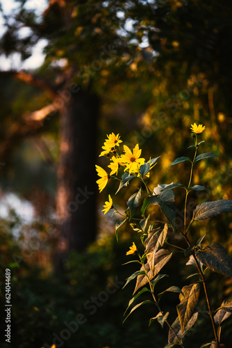 Yellow flowers at lake during golden hour