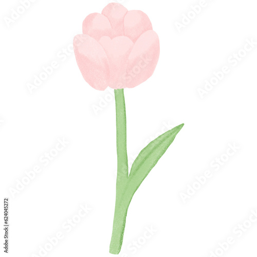 Pink tulip flower.