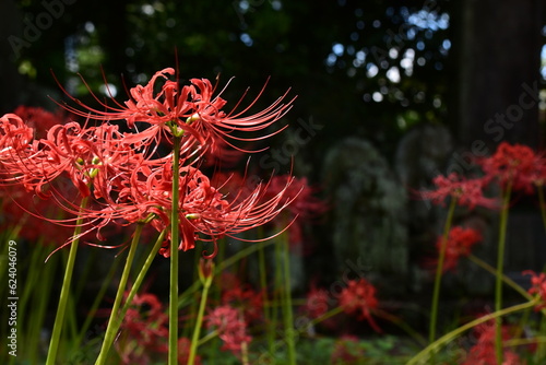 寺の彼岸花