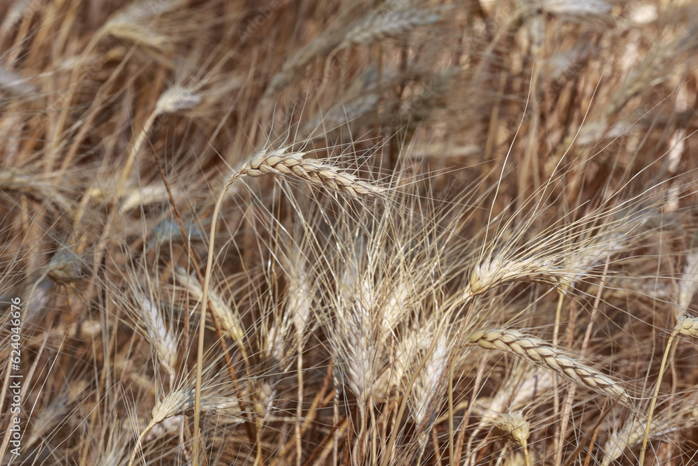 Fototapeta premium Detail with wheat in wheat field in summer.