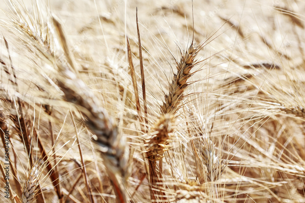 Detail with wheat in wheat field in summer. Detail with wheat in wheat field in summer.