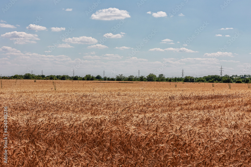 Ripe summer wheat field in July.