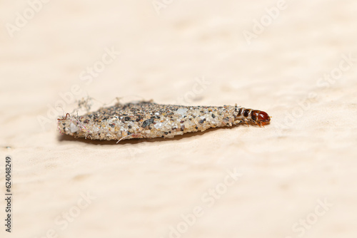 Closeup bagworms (tineidae) from Southeast Asia