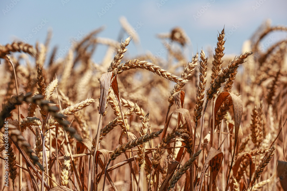 Fototapeta premium Detail with wheat in wheat field in summer.