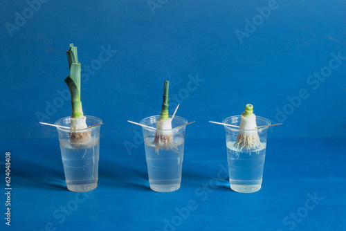 Three leek roots displaying different stages of growth in transparent plastic cups filled halfway with water, showcasing the changes in both the roots and leaves against a blue studio background.