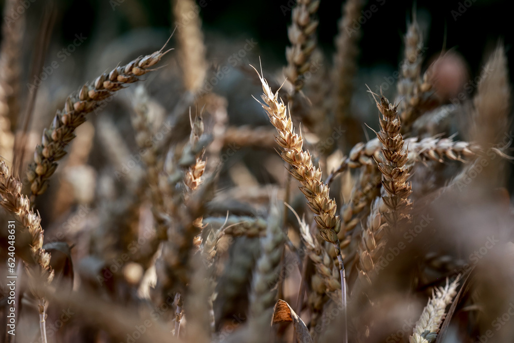 Detail with wheat in wheat field in summer. Detail with wheat in wheat field in summer.