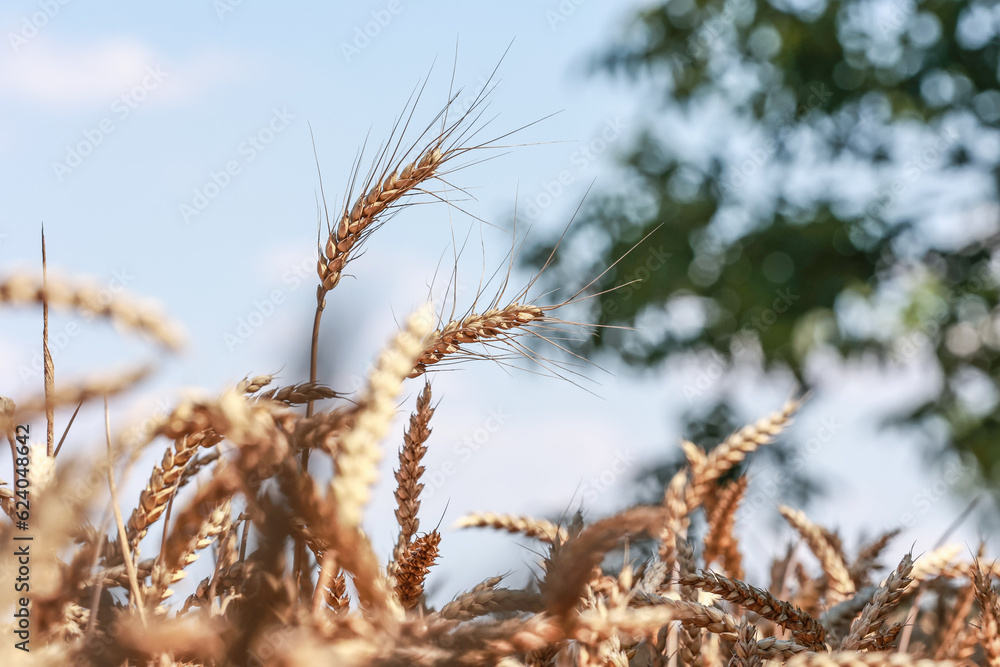 Detail with wheat in wheat field in summer. Detail with wheat in wheat field in summer.