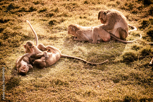 Photography Small monkeys playing on the grass together .