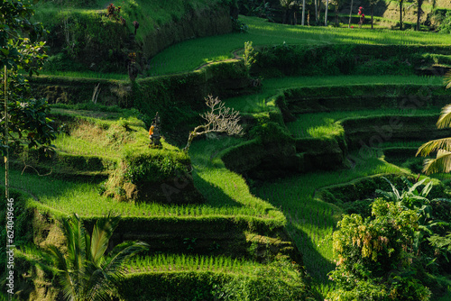 Landscape view of farmer working on rice terrace. Paddy fields farming  balinese agriculture