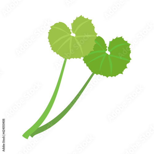 フキ。フラットなベクターイラスト。
Fuki (giant Butterbur, Japanese butterbur). Flat designed vector illustration.