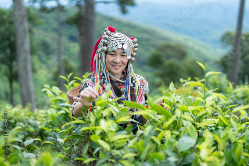 Hill tribe Asian woman in traditional clothes collecting tea leaves with basket at Mae Taeng, Chiang Mai, Thailand with Raming tea plantation terrace background.