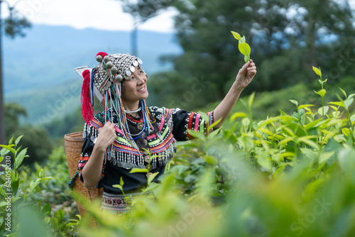 Wall Mural Hill tribe Asian woman in traditional clothes collecting tea leaves with basket at Mae Taeng, Chiang Mai, Thailand with Raming tea plantation terrace background