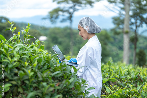 Researchers are checking the quality of tea leaves in tea plantations.Hand and tea leaves, soft tops of leaves ,Researcher hands on plants have tea leaves at hand and work files to check for work