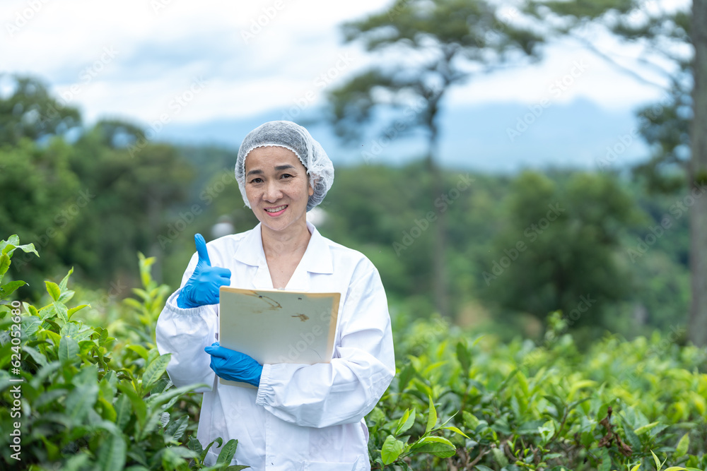 Researchers are checking the quality of tea leaves in tea plantations ...