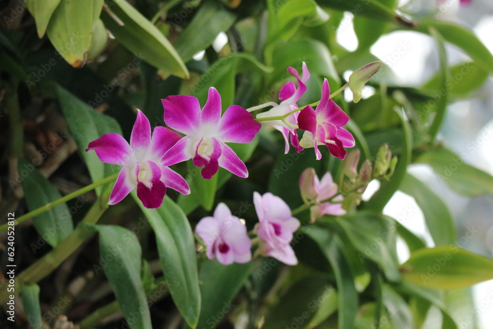 Obraz premium Dendrobium bigibbum (Cooktown Orchid) or mauve butterfly orchid, is an epiphytic or lithophytic orchid in the family Orchidaceae.