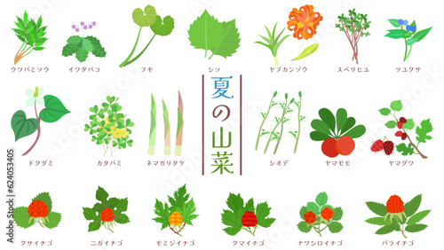 夏の山菜のイラストセット。フラットなベクターイラスト。
Illustration set of summer wild vegetables. Flat designed vector illustration.