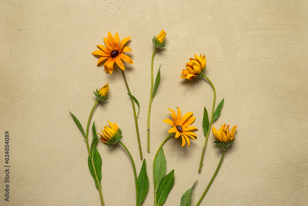 Obraz premium Composition of yellow rudbeckia flowers, beige stucco background. Top view, flat lay.