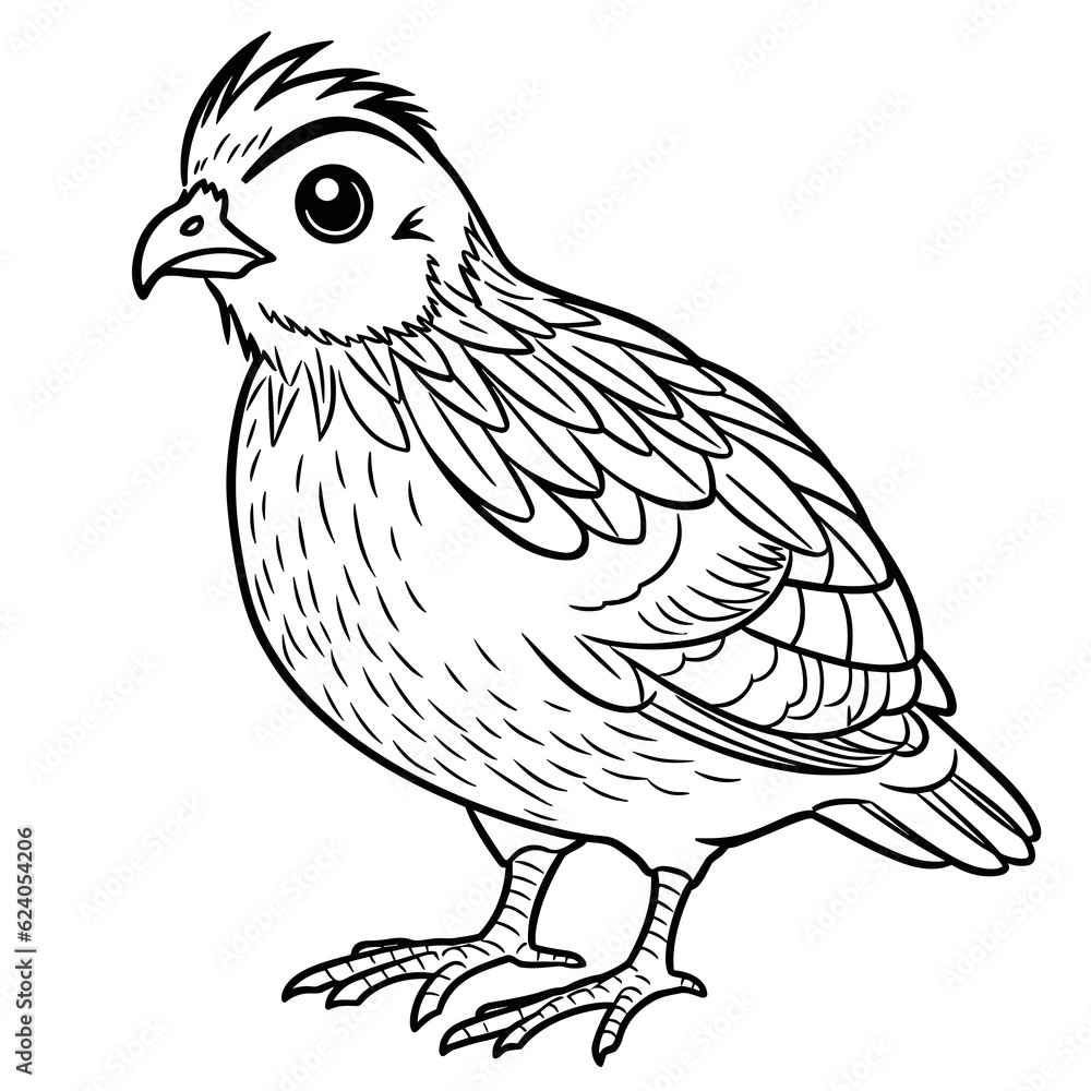 Quail coloring pages Png animals