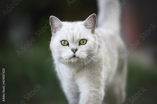 silver shaded british shorthair cat portrait outdoors