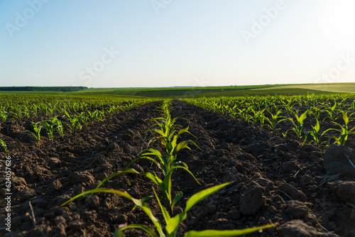 Leinwand Poster Corn maize agriculture nature field