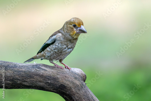  Beautiful juvenile Hawfinch (Coccothraustes coccothraustes) on a branch in the forest of Noord Brabant in the Netherlands.                                                                              © Albert Beukhof