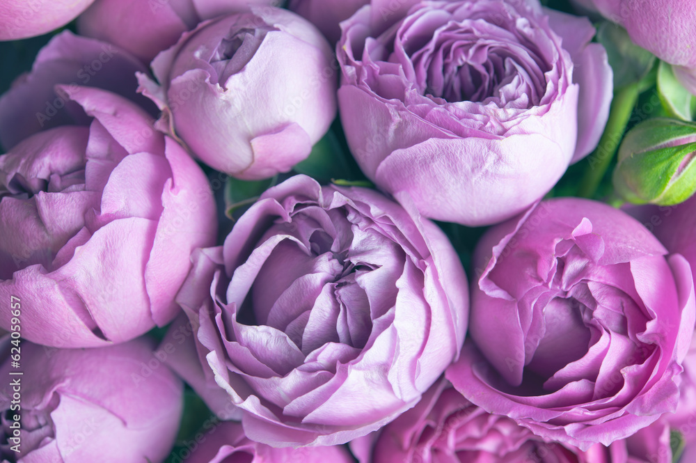 Obraz premium Floral backdrop with beautiful flowers. Lilac background with peonies. Trendy texture of flower petals, branches and leaves, close up. Botanical poster of garden decorative plants for design template.