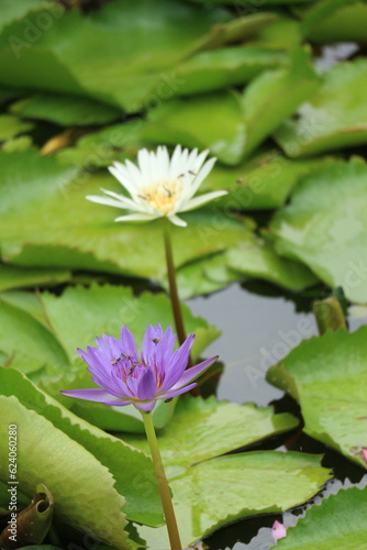 Lotus flower in Ancient City or Muang Boran Thailand. The scientific name for this water lily is Nymphaeaceae. The lotus is also used as a symbol of life which represents purity