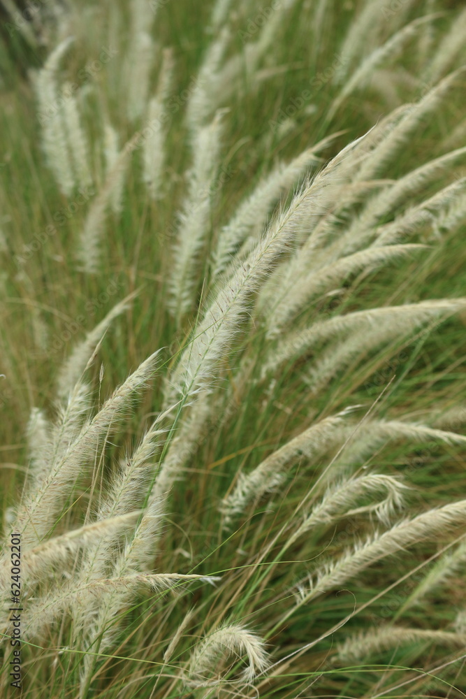Close up shot of White Fountain Grass. Its scientific name is Pennisetum Setaceum. Close up shot of White Fountain Grass. Its scientific name is Pennisetum Setaceum.