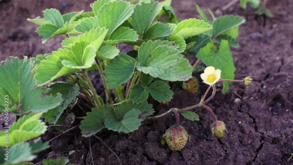 Bush of strawberry with green leaves and blossom, concept of gardening or growing Bush of strawberry with green leaves and blossom, concept of gardening or growing