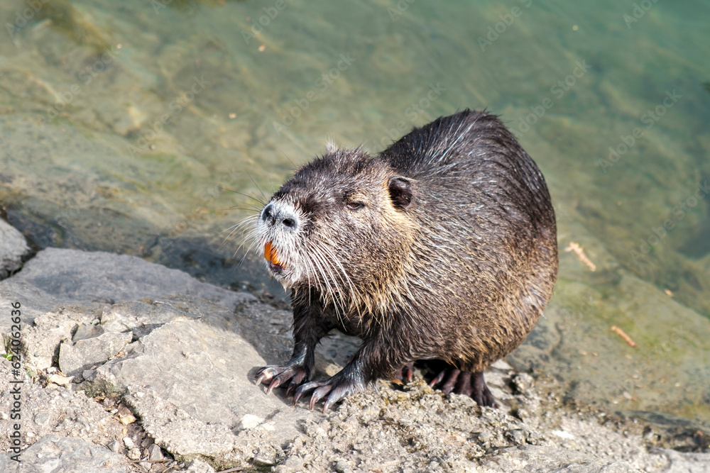 Nutria, a close-up of the nutria looking away standing on a stone against the backdrop of a river, lake or pond on a sunny day. Wild animals, animals in the natural environment. Nutria, a close-up of the nutria looking away standing on a stone against the backdrop of a river, lake or pond on a sunny day. Wild animals, animals in the natural environment.