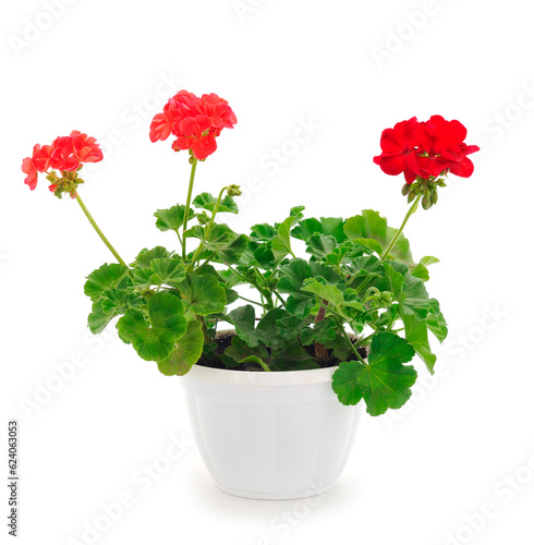 Fototapeta Naklejka Na Ścianę i Meble -  Beautiful geranium flower in pot.