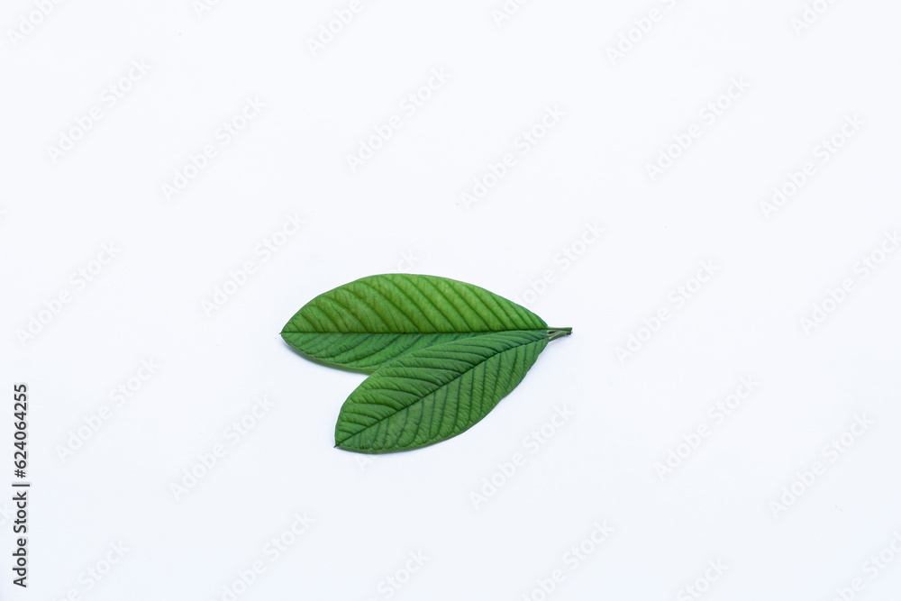 Guava leaves on a white background Guava leaves on a white background