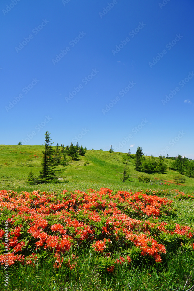 Obraz premium 美ヶ原高原に咲くレンゲツツジ