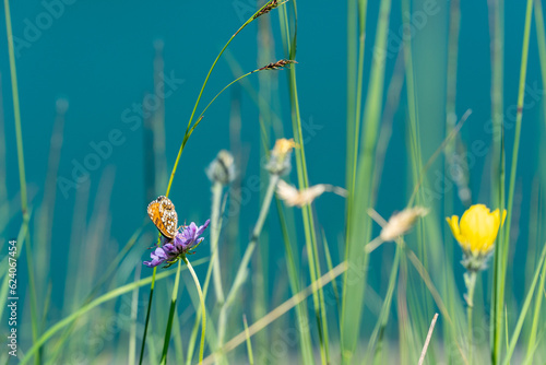butterfly Queen of Spain Fritillary (Issoria lathonia) on a field scabious flower (Knautia arvensis) in the Swiss alps photo