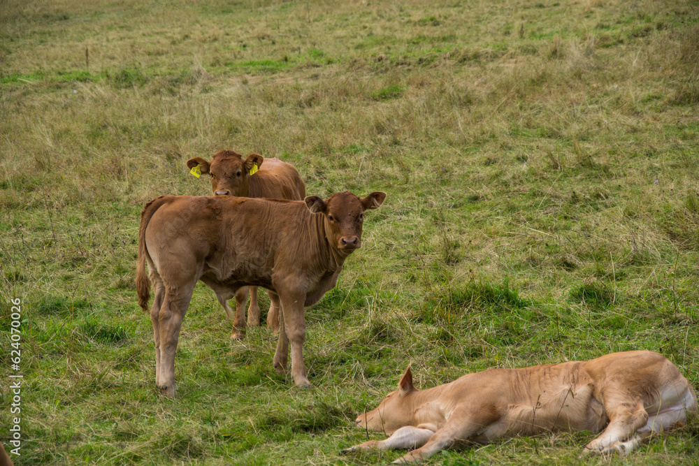 Cows on grass field, one cow ist lying in the meadow