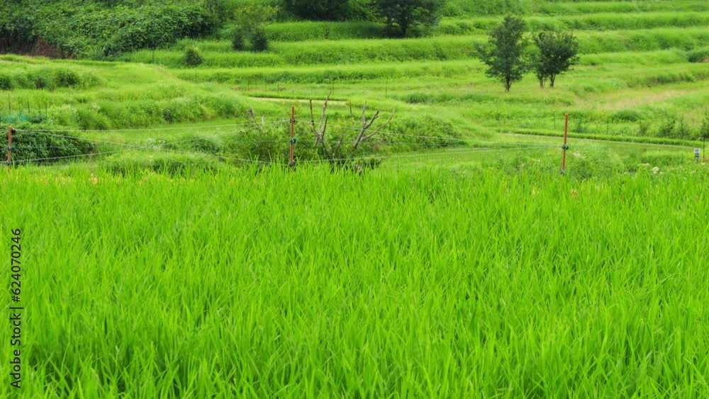 Rice seedlings in mid-summer in a paddy field, in the process of growing Rice seedlings in mid-summer in a paddy field, in the process of growing