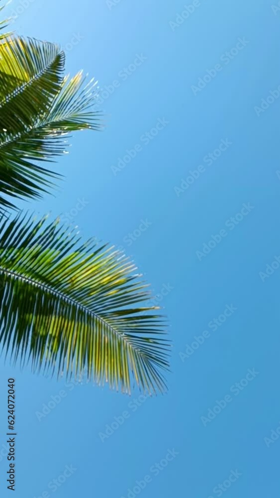Vertical video out of focus two large palm leaves against blue sky Vertical video out of focus two large palm leaves against blue sky