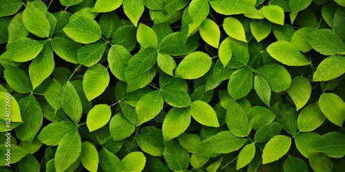 Close-up texture details green foliage concept for background