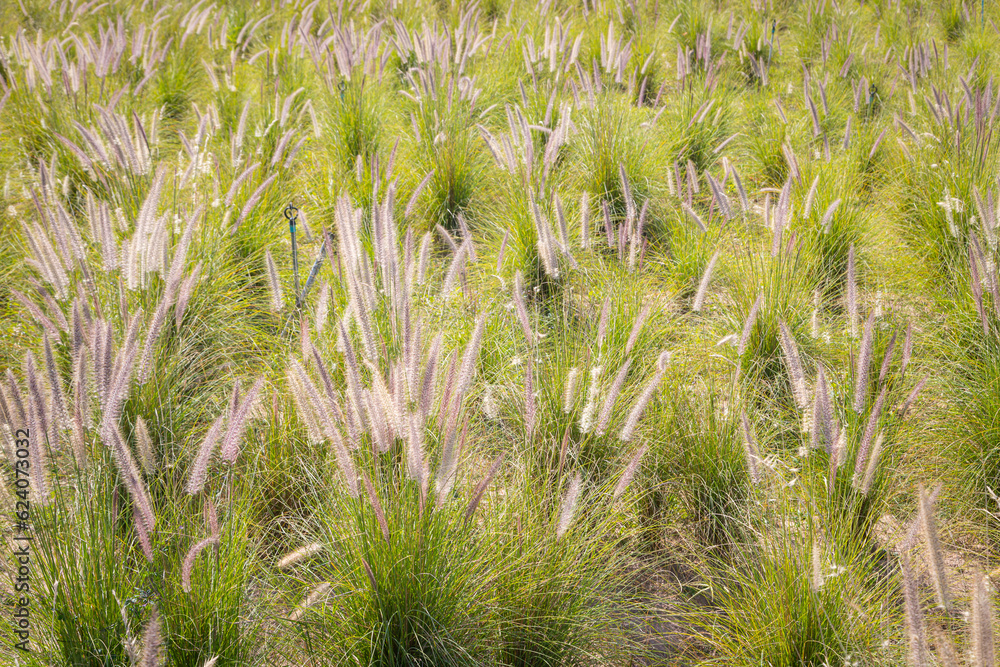 Close-up of the fountain grass (Pennisetum setaceum) in the middle of a beautiful Close-up of the fountain grass (Pennisetum setaceum) in the middle of a beautiful