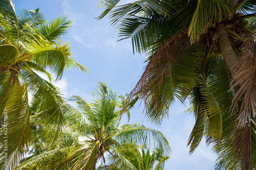 Fototapeta premium coconut tree on the beach