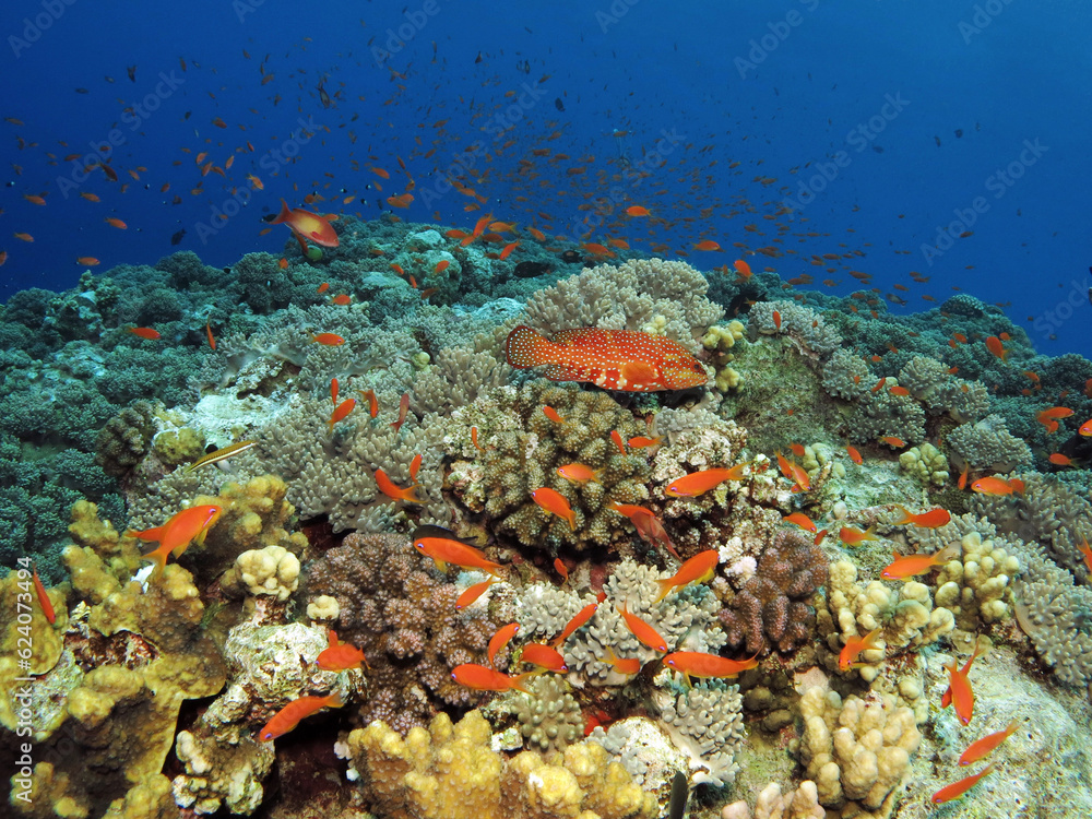 Fototapeta premium A Coral hind Cephalopholis miniata 